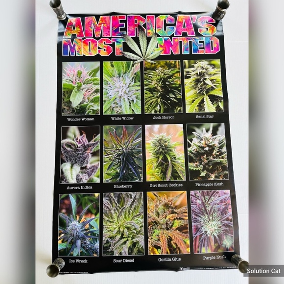 Americas Most Wanted Cannabis Large Wall Poster College Collection 24x36 inch - Picture 1 of 6